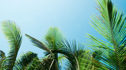 Fototapeta premium isola tropicale palma