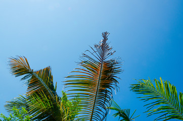 palma isola tropicale