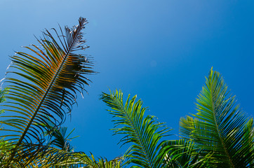 foglie di palma cielo azzurro