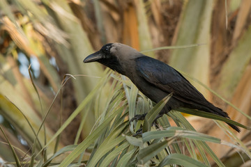 House crow / Corvus splendens