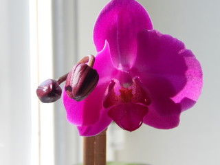 Purple orchid. Macro Photography