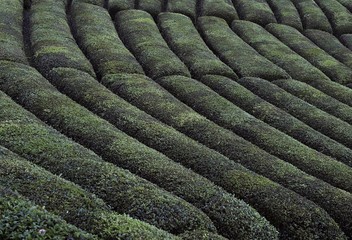 green tea garden.Rize Turkey