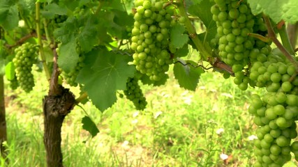 Panning shot of bunches of grapes on grapevines growing in a Rhine Valley vineyard, Germany, Europe