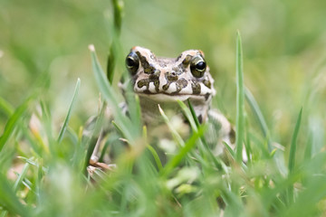 Young Toad green in the grass