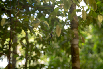 Golden wood Spider (Nephila pilipes) waiting for prey on webs