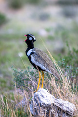 bird