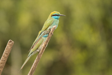 Green bee-eater / Merops orientalis