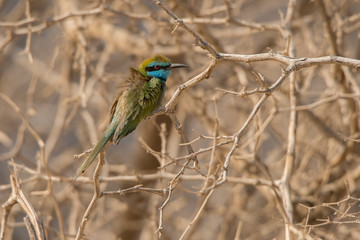Green bee-eater / Merops orientalis