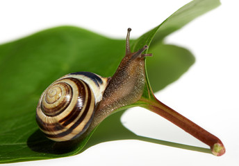 Snail on green leaf with white background