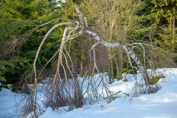 Krumme Birke im Winter Wald