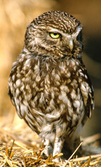 little owl sitting on outlook, close