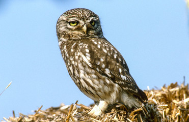 little owl sitting on outlook, close