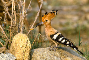hoopoe with worm in its beak © meyblume