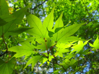 緑の紅葉