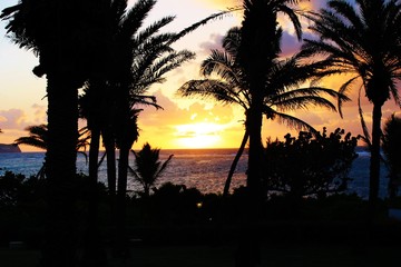 Tropical palm tree sunset at beach 