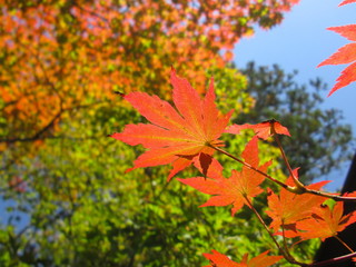 紅葉