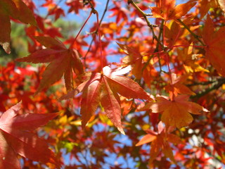 紅葉