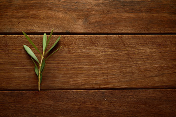olive twig on wooden table