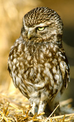 little owl warms up in the early morning sun, close