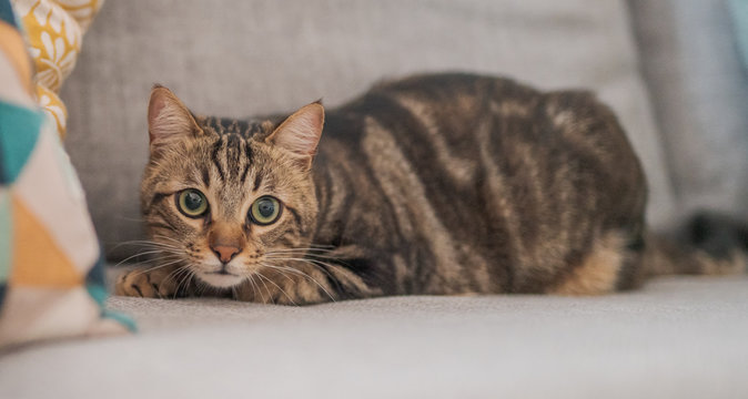 Beautiful short hair cat lying on the sofa at home