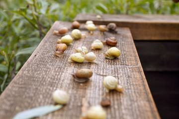 Wild Life of Snails in the Nature