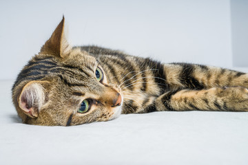 Obraz premium Beautiful short hair cat lying on the bed at home