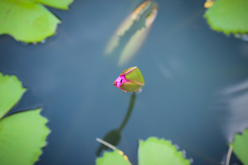 lotus bud