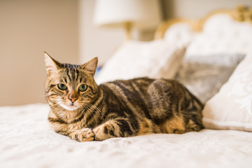 Fototapeta na wymiar Beautiful short hair cat lying on the bed at home