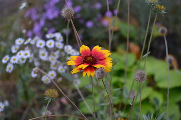 Gaillardia aristata Flower in the field