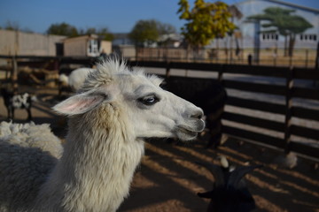 Obraz premium White funny Alpaca 