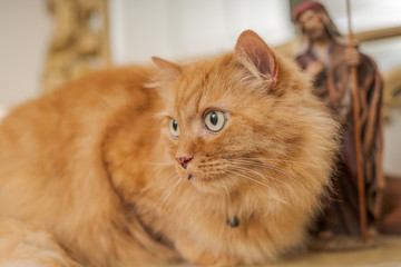 Fototapeta na wymiar Beautiful ginger long hair cat sitting on table at home