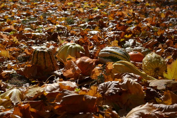 autumn leaves background with pumpkins