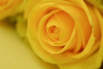 texture of natural fresh yellow rose flower close up as a background for a card for a holiday birthday, Valentine's Day, Mother's Day, Father's Day. soft focus