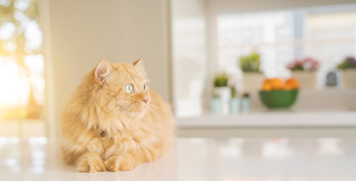 Beautiful ginger long hair cat lying on kitchen table on a sunny day at home