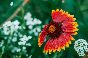 Scenic flowering gaillardia pulchella in macro. Amazing wet red yellow flower close-up with copy space. Wonderful petals with raindrops. Dew on beautiful blooming flower. Drops on plant. Rich flora.