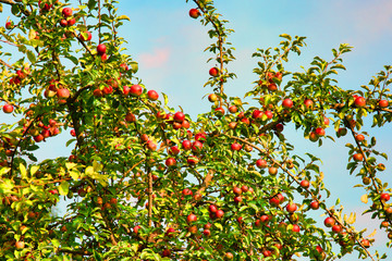 Ripe apples in the tree, summertime fruit theme