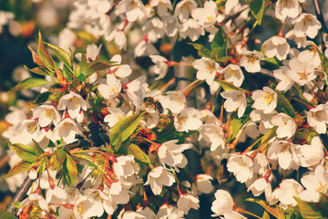 Cherry blossom, spring outdoor background