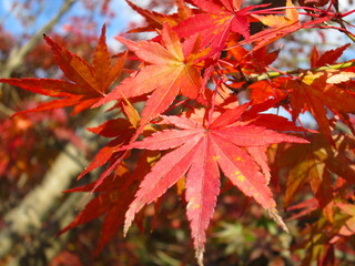 紅葉