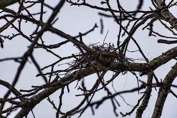 Bird's nest on tree branches. Walnut in winter in cloudy weather. Dim sky. Bad weather. The nest is small from natural fibers, a view from below.