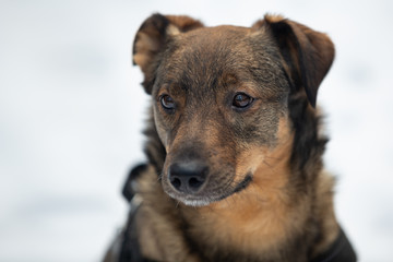 Winter portrait of a crossbreed dog