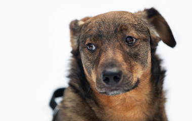 Winter portrait of a crossbreed dog