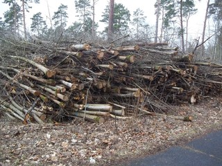 Holz im Wald