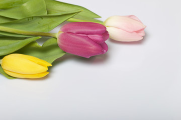 Spring flowers. A bouquet of tulips of different colors on a white background.