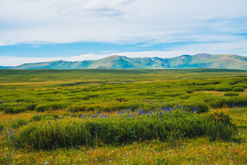 Blue flowers in bushes in valley before distant giant mountains. Wonderful huge mountain range under cloudy sky. Rich vegetation of highlands. Amazing dramatic green landscape of majestic nature.