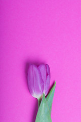 Spring flowers. One pink tulip on a fuchsia background.