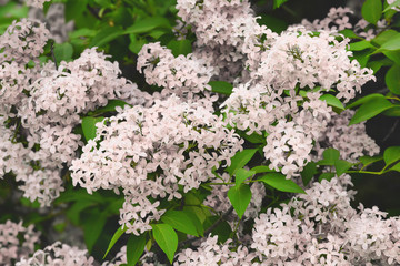 Blooming lilac, springtime floral background