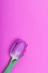 Spring flowers. One pink tulip on a fuchsia background.