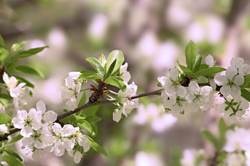 Naklejka premium Pea tree spring blossom