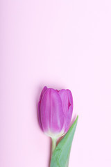 Spring flowers. One pink tulip on a pink background.