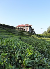 Beautiful tea garden close up in black sea region, Rize, Turkey